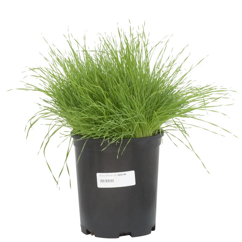 Blando Brome Grass Seed (lb) 3 Blando Brome Grass Seed (lb) - Billede 2