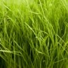Turf Type Perennial Ryegrass Seed (lb) -Brandt Butik scg540 1