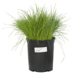 Organic Ryegrass, Oregon Annual (lb) -Brandt Butik scg550b