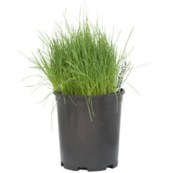 Organic Ryegrass, Tetraploid Perennial (lb) -Brandt Butik scg620b