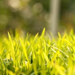 Sudangrass Seed (lb) -Brandt Butik scg702 web