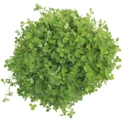 Crimson Clover - Nitrocoated Seed (lb) -Brandt Butik scl310 a