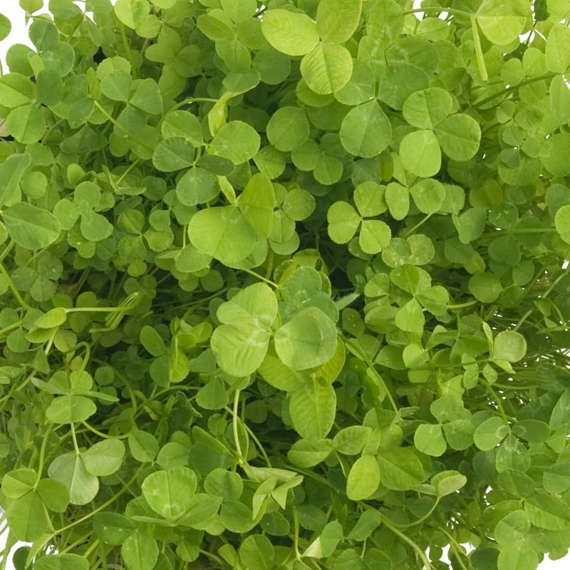 Ladino White Clover - Nitrocoated Seed (lb) 4 Ladino White Clover - Nitrocoated Seed (lb) - Billede 2