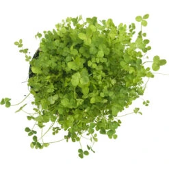 Ladino White Clover - Nitrocoated Seed (lb) 7 Ladino White Clover - Nitrocoated Seed (lb) -Brandt Butik scl320 b 1