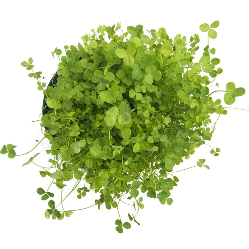 Ladino White Clover - Nitrocoated Seed (lb) 5 Ladino White Clover - Nitrocoated Seed (lb) - Billede 3