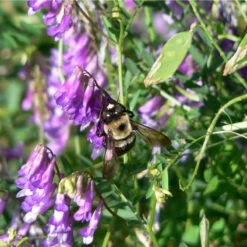 Organic Purple Vetch - Raw Seed (lb) -Brandt Butik scl620a 2