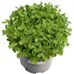 Biomaster Peas - Raw Seed (lb) -Brandt Butik scl848 a