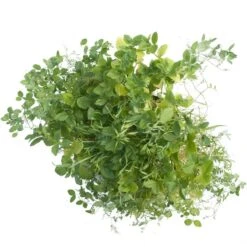 Peaceful Valley Premium Soil Builder Mix - Raw Seed (lb) -Brandt Butik scm120 a 2