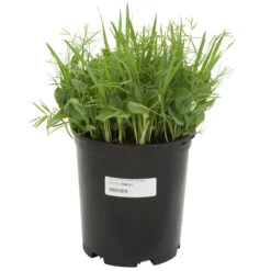 Peaceful Valley Organic Premium Soil Builder Mix - Raw Seed (lb) 6 Peaceful Valley Organic Premium Soil Builder Mix - Raw Seed (lb) -Brandt Butik scm121 a 1