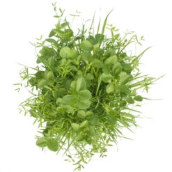 Peaceful Valley Budget Soil Builder Mix - Raw Seed (lb) 8 Peaceful Valley Budget Soil Builder Mix - Raw Seed (lb) -Brandt Butik scm125 b