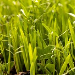 Peaceful Valley Budget Soil Builder Mix - Raw Seed (lb) 7 Peaceful Valley Budget Soil Builder Mix - Raw Seed (lb) -Brandt Butik scm125 web