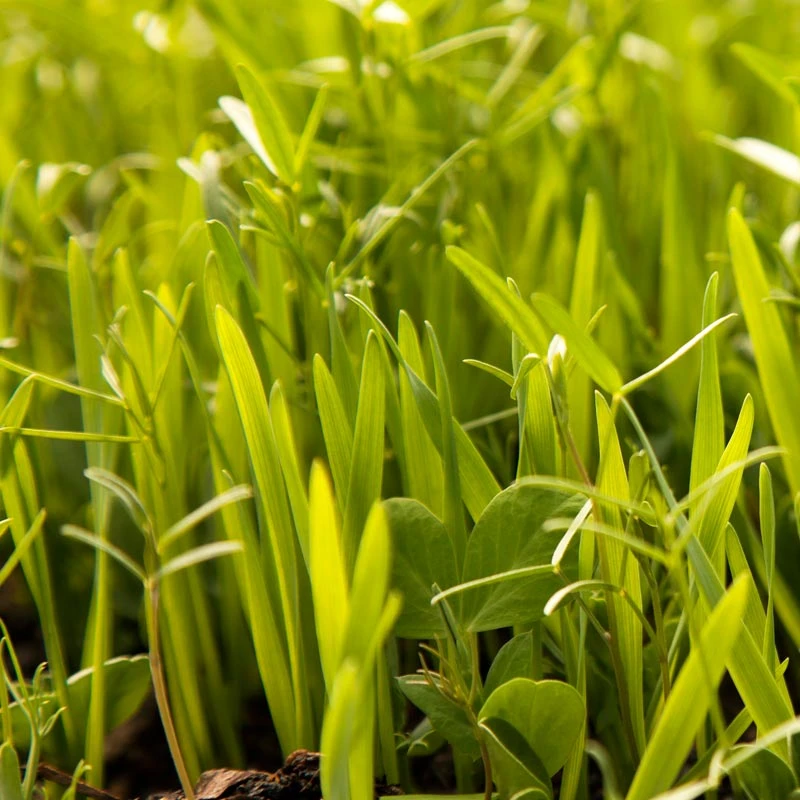 Peaceful Valley Budget Soil Builder Mix - Raw Seed (lb) 4 Peaceful Valley Budget Soil Builder Mix - Raw Seed (lb) - Billede 2