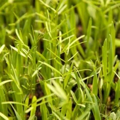 Peaceful Valley Budget Soil Builder Mix - Raw Seed (lb) 9 Peaceful Valley Budget Soil Builder Mix - Raw Seed (lb) -Brandt Butik scm125 web3