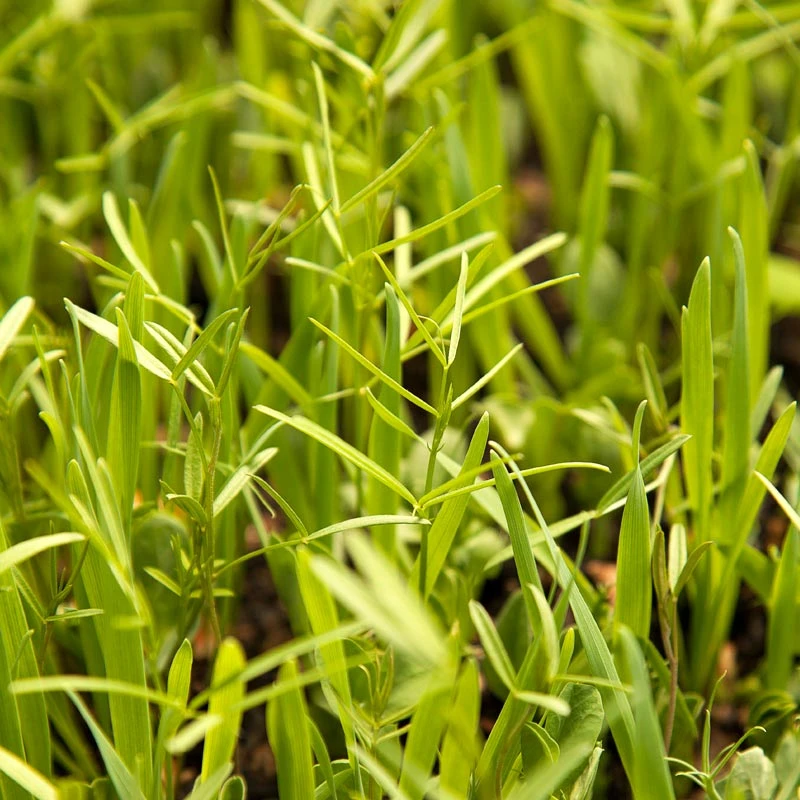 Peaceful Valley Budget Soil Builder Mix - Raw Seed (lb) 6 Peaceful Valley Budget Soil Builder Mix - Raw Seed (lb) - Billede 4