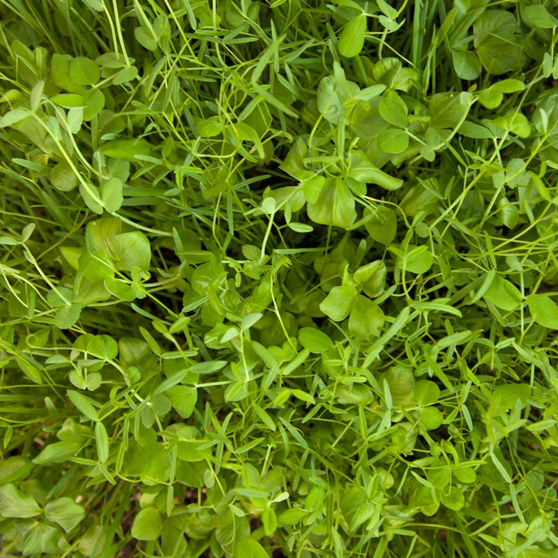 Organic Peaceful Valley Budget Soil Builder Mix - Raw Seed (lb) 5 Organic Peaceful Valley Budget Soil Builder Mix - Raw Seed (lb) - Billede 3