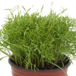 Peaceful Valley Cold Zone Soil Builder Mix - Raw Seed (lb) 6 Peaceful Valley Cold Zone Soil Builder Mix - Raw Seed (lb) -Brandt Butik scm130 1