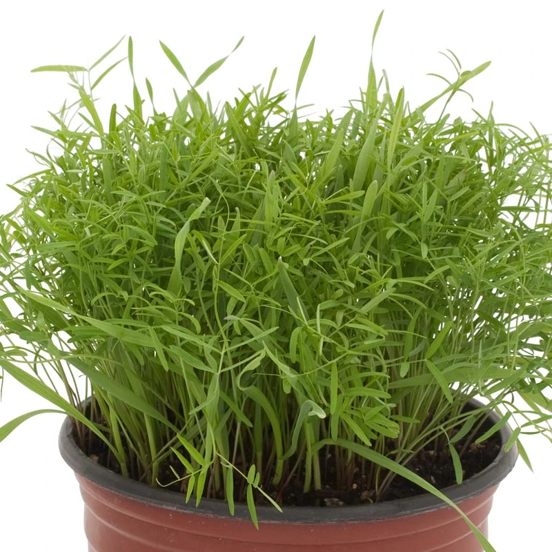 Peaceful Valley Cold Zone Soil Builder Mix - Raw Seed (lb) 4 Peaceful Valley Cold Zone Soil Builder Mix - Raw Seed (lb) - Billede 2