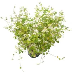 Peaceful Valley Summer Soil Builder Mix - Raw Seed (lb) -Brandt Butik scm150 b