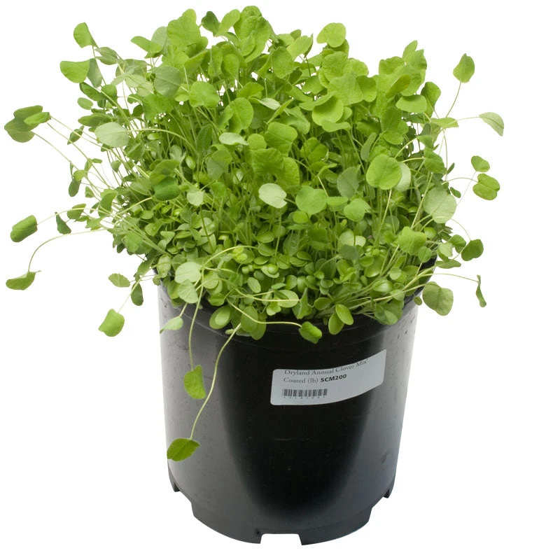 Peaceful Valley Dryland Clover Mix - Nitrocoated Seed (lb) 4 Peaceful Valley Dryland Clover Mix - Nitrocoated Seed (lb) - Billede 2