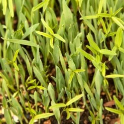 Peaceful Valley Forage Blend Dryland Pasture Mix - Raw Seed (lb) 7 Peaceful Valley Forage Blend Dryland Pasture Mix - Raw Seed (lb) -Brandt Butik scm300 web