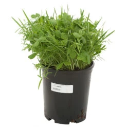 Peaceful Valley Legume Oat Mix #1 - Raw Seed (lb) -Brandt Butik scm350 a 1