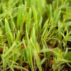 Peaceful Valley Legume Oat Mix #1 - Raw Seed (lb) -Brandt Butik scm350 web