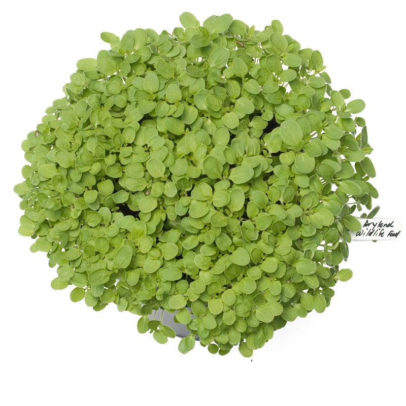 Peaceful Valley Dryland Wildlife Food & Habitat Mix - Nitrocoated Seed (lb) 4 Peaceful Valley Dryland Wildlife Food & Habitat Mix - Nitrocoated Seed (lb) - Billede 2