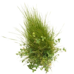 Peaceful Valley Roadway Mix - Nitrocoated Seed (lb) -Brandt Butik scm550 d