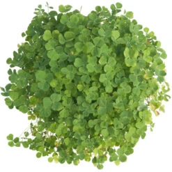 Subterranean Clover Mix - Nitrocoated Seed (lb) -Brandt Butik scm600 c