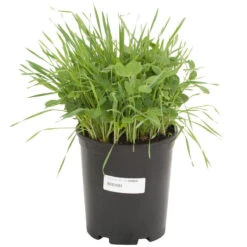 Peaceful Valley Sod Buster Mix - Seed (lb) -Brandt Butik scm620 a