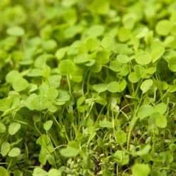Peaceful Valley Low-Growing Clover Mix - Nitrocoated Seed (lb) -Brandt Butik scm700 2 web