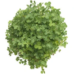 Peaceful Valley Low-Growing Clover Mix - Nitrocoated Seed (lb) -Brandt Butik scm700 d