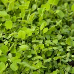 Peaceful Valley Easy Care Cover Crop Mix - Nitrocoated Seed (lb) -Brandt Butik scm760 2 web