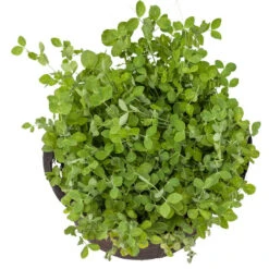 Peaceful Valley Winter Edible Cover Crop Mix - Raw Seed (lb) 8 Peaceful Valley Winter Edible Cover Crop Mix - Raw Seed (lb) -Brandt Butik scm900