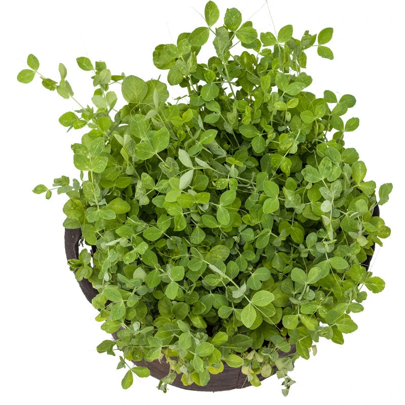 Peaceful Valley Winter Edible Cover Crop Mix - Raw Seed (lb) 5 Peaceful Valley Winter Edible Cover Crop Mix - Raw Seed (lb) - Billede 3