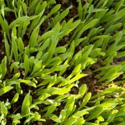 Beardless Barley Seed (lb) -Brandt Butik scn100 web