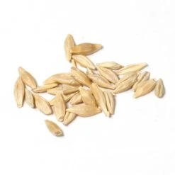 Beardless Barley Seed (lb) -Brandt Butik scn100a