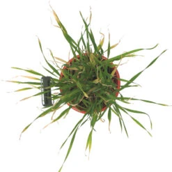 Beardless Barley Seed (lb) -Brandt Butik scn100b