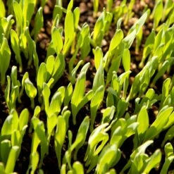 Bearded Barley Seed (lb) -Brandt Butik scn110 web