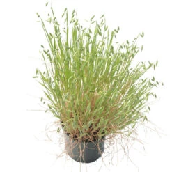 White Oats Seed (lb) -Brandt Butik scn320 b