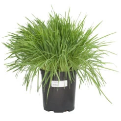 White Oats Seed (lb) -Brandt Butik scn320 c