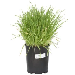 Cereal Rye Seed (Cold Hardy) (lb) -Brandt Butik scn395 a