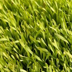 Cereal Rye Seed (Cold Hardy) (lb) -Brandt Butik scn395 web