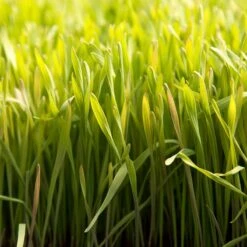 Cereal Rye Seed (Cold Hardy) (lb) -Brandt Butik scn395 web2