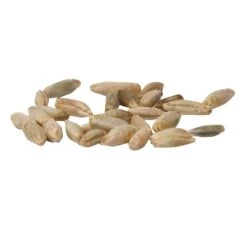 Cereal Rye Seed (Cold Hardy) (lb) -Brandt Butik scn395a