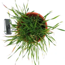 Cereal Rye Seed (Cold Hardy) (lb) -Brandt Butik scn395b