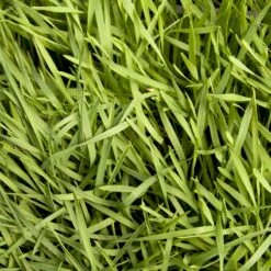 Organic Triticale Seed (lb) 10 Organic Triticale Seed (lb) -Brandt Butik scn449 5 web