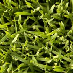 Juan Triticale Seed (lb) -Brandt Butik scn451 web