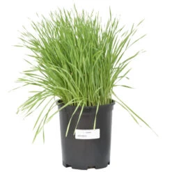 Wheat Red Winter Seed (lb) -Brandt Butik scn500 b