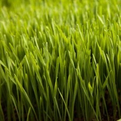 Wheat Red Winter Seed (lb) -Brandt Butik scn500 web